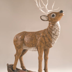 Mule Deer Buck, Head-Up